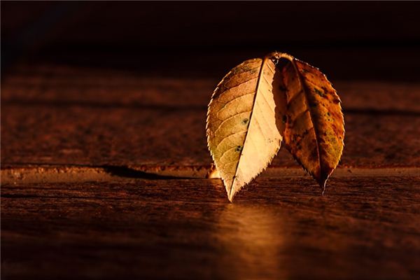 梦见棕色 周公解梦梦到棕色是什么意思 做梦梦见棕色好不好