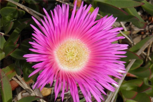 梦见粉红色 周公解梦梦到粉红色是什么意思 做梦梦见粉红色好不好