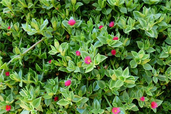 梦见靛色 周公解梦梦到靛色是什么意思 做梦梦见靛色好不好