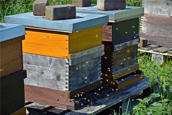 梦见蜂箱 周公解梦梦到蜂箱是什么意思 做梦梦见蜂箱好不好