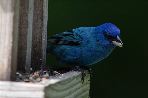 梦见靛青 周公解梦梦到靛青是什么意思 做梦梦见靛青好不好