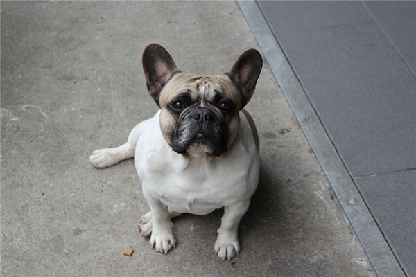 梦见哈巴狗 周公解梦梦到哈巴狗是什么意思 做梦梦见哈巴狗好不好