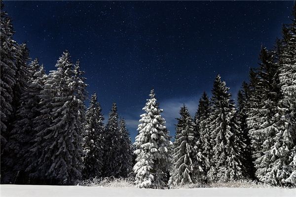 梦见松树丛 周公解梦梦到松树丛是什么意思 做梦梦见松树丛好不好