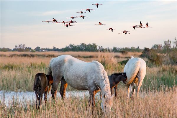 梦见母马 周公解梦梦到母马是什么意思 做梦梦见母马好不好