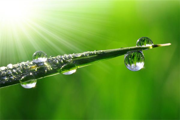 梦见手掌里有露珠 周公解梦梦到手掌里有露珠是什么意思 做梦梦见手掌里有露珠好不好