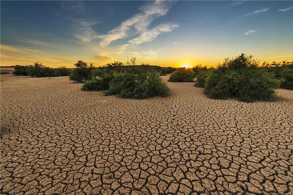 梦见灌木丛 周公解梦梦到灌木丛是什么意思 做梦梦见灌木丛好不好