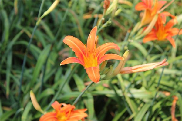 梦见橘色 周公解梦梦到橘色是什么意思 做梦梦见橘色好不好