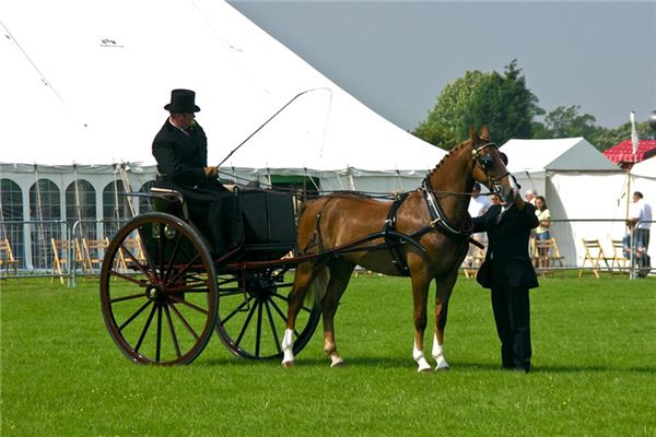 梦见马鞭 周公解梦梦到马鞭是什么意思 做梦梦见马鞭好不好