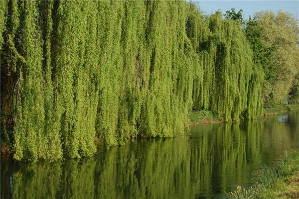 梦见水边垂柳 周公解梦梦到水边垂柳是什么意思 做梦梦见水边垂柳好不好