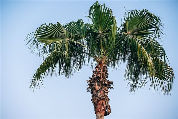 梦见梧桐 周公解梦梦到梧桐是什么意思 做梦梦见梧桐好不好