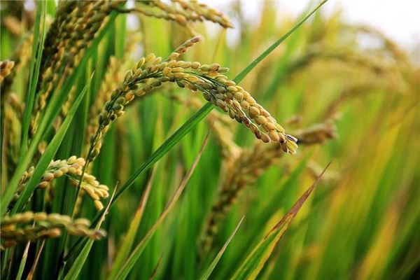 梦见禾米 稻麦 周公解梦梦到禾米 稻麦是什么意思 做梦梦见禾米 稻麦好不好