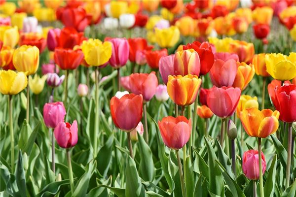 梦见色彩 周公解梦梦到色彩是什么意思 做梦梦见色彩好不好