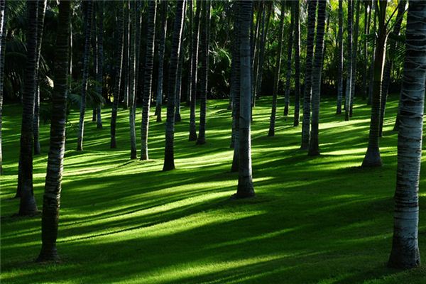 梦见林间空地 周公解梦梦到林间空地是什么意思 做梦梦见林间空地好不好