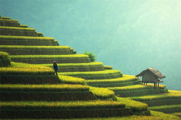 梦见麻豆麦 周公解梦梦到麻豆麦是什么意思 做梦梦见麻豆麦好不好