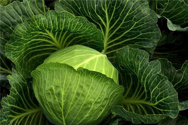 梦见卷心菜 周公解梦梦到卷心菜是什么意思 做梦梦见卷心菜好不好