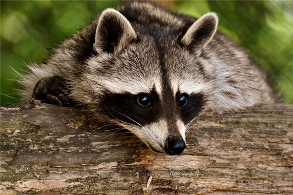 梦见浣熊 周公解梦梦到浣熊是什么意思 做梦梦见浣熊好不好