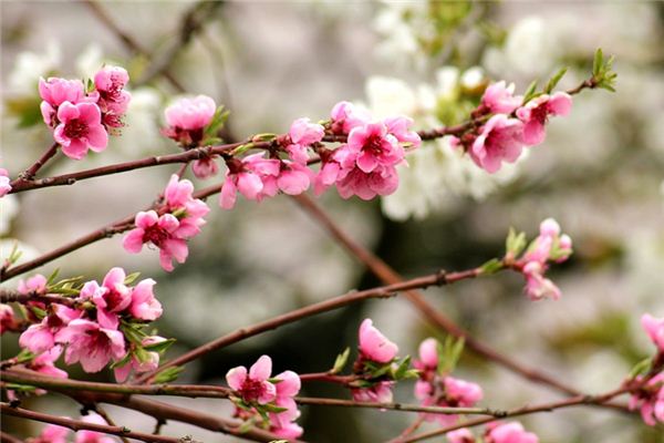 梦见桃木 周公解梦梦到桃木是什么意思 做梦梦见桃木好不好