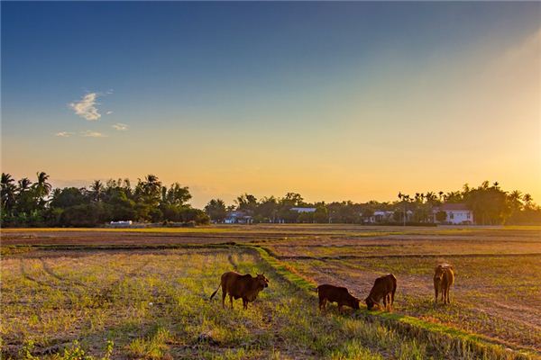 梦见故乡 周公解梦梦到故乡是什么意思 做梦梦见故乡好不好