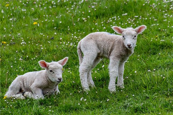 梦见白羊 周公解梦梦到白羊是什么意思 做梦梦见白羊好不好