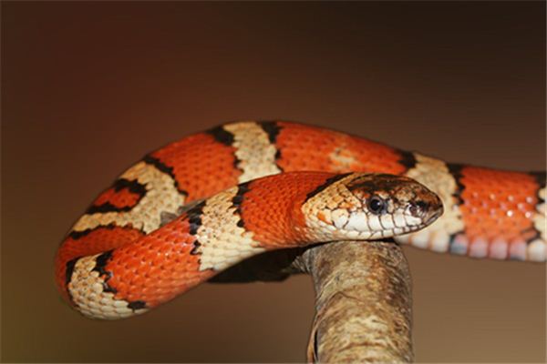 梦见蛇被打死 周公解梦梦到蛇被打死是什么意思 做梦梦见蛇被打死好不好