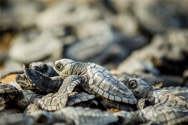 梦见放生 周公解梦梦到放生是什么意思 做梦梦见放生好不好
