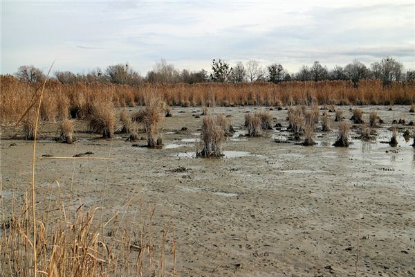梦见泥潭 周公解梦梦到泥潭是什么意思 做梦梦见泥潭好不好