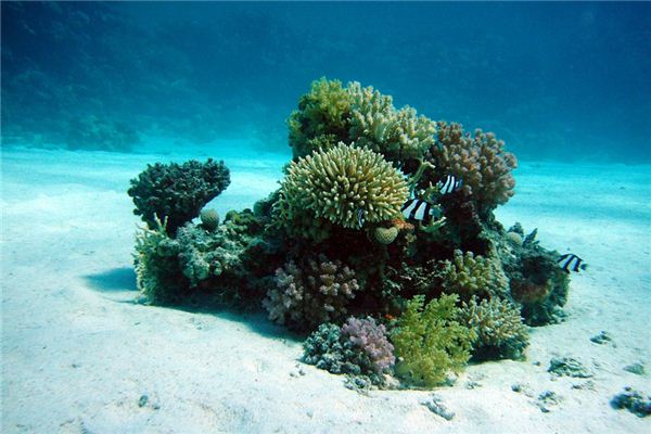 梦见海底 周公解梦梦到海底是什么意思 做梦梦见海底好不好