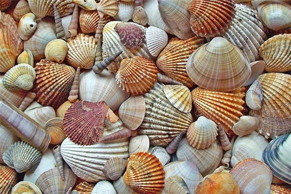 梦见海鲜贝壳 周公解梦梦到海鲜贝壳是什么意思 做梦梦见海鲜贝壳好不好