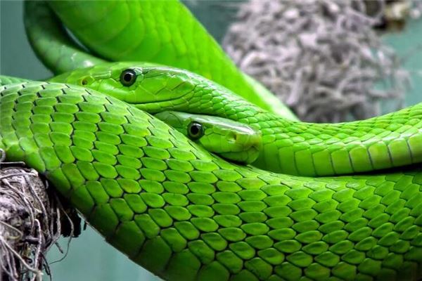 梦见一对蛇 两条蛇 周公解梦梦到一对蛇 两条蛇是什么意思 做梦梦见一对蛇 两条蛇好不好