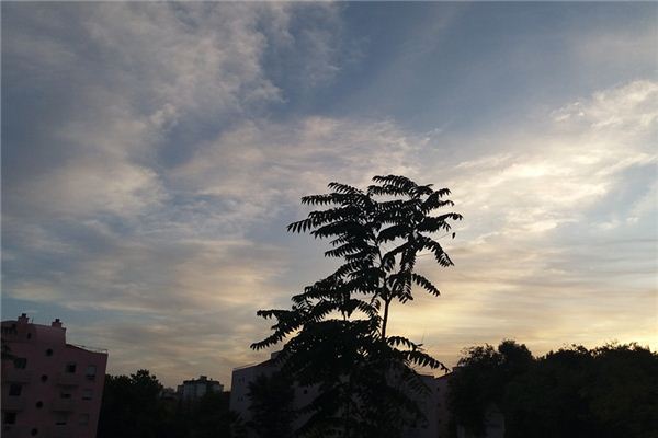 梦见刮风 周公解梦梦到刮风是什么意思 做梦梦见刮风好不好