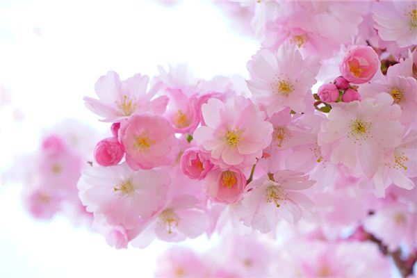 梦见春季 周公解梦梦到春季是什么意思 做梦梦见春季好不好