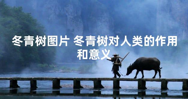 冬青树图片 冬青树对人类的作用和意义