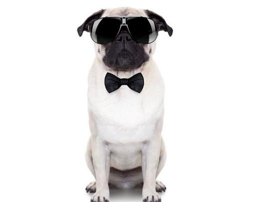 射手座<font color='red'>宠物</font>啥性格 射手座女生专属<font color='red'>宠物</font>