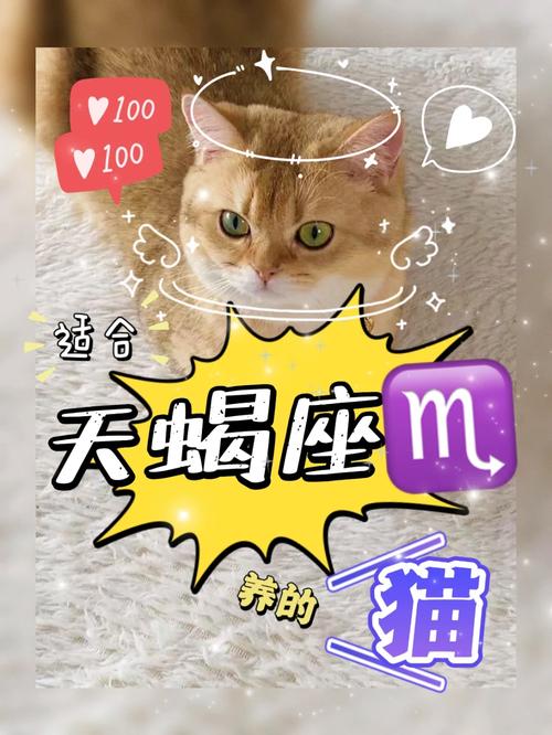 养猫的天蝎座什么性格好 天蝎座适合养猫吗男生