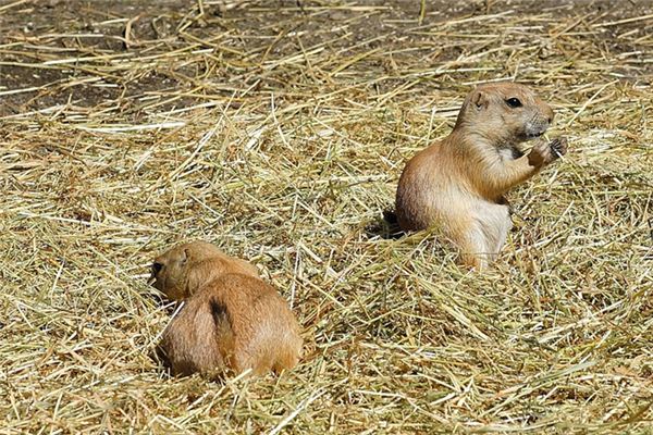 梦见兽交 周公解梦梦到兽交是什么意思 做梦梦见兽交好不好