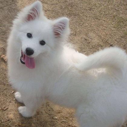 处女座里面的狗是什么 处女座最喜欢哪种狗狗