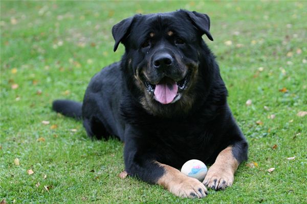 梦见狗咬自己 周公解梦梦到狗咬自己是什么意思 做梦梦见狗咬自己好不好