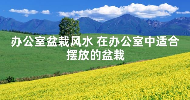 办公室盆栽风水 在办公室中适合摆放的盆栽